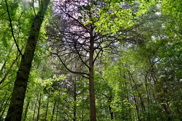 $89,500 | 2 West Of Barlow Road, Rock Island, TN 38581