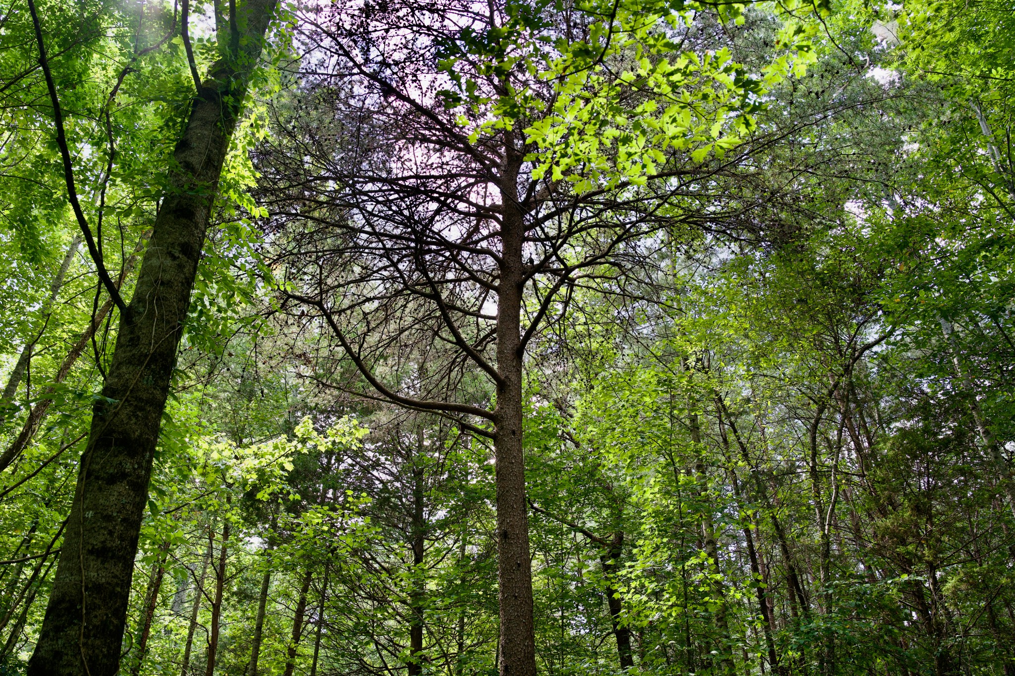 2 West Of Barlow Road Rock Island, TN 38581 - Photo 5 of 21 a view of tree