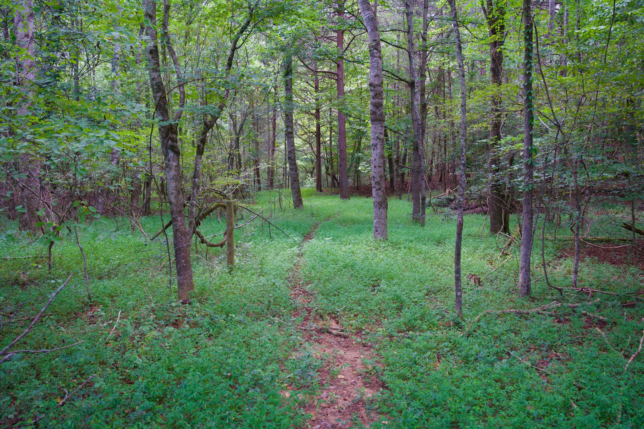 2 West Of Barlow Road Rock Island, TN 38581 - Photo 8 of 21 a view of a lush green forest