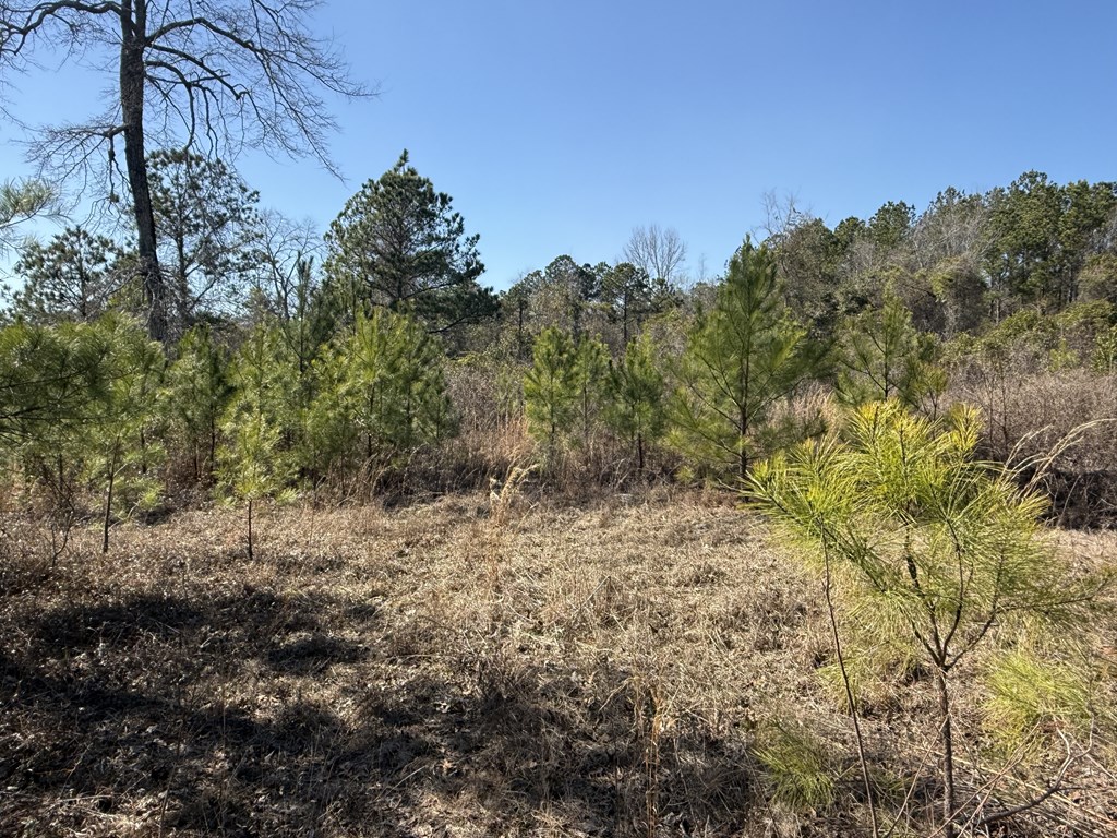 555 Dr Brooks Road Box Springs, GA 31801 - Photo 51 of 59