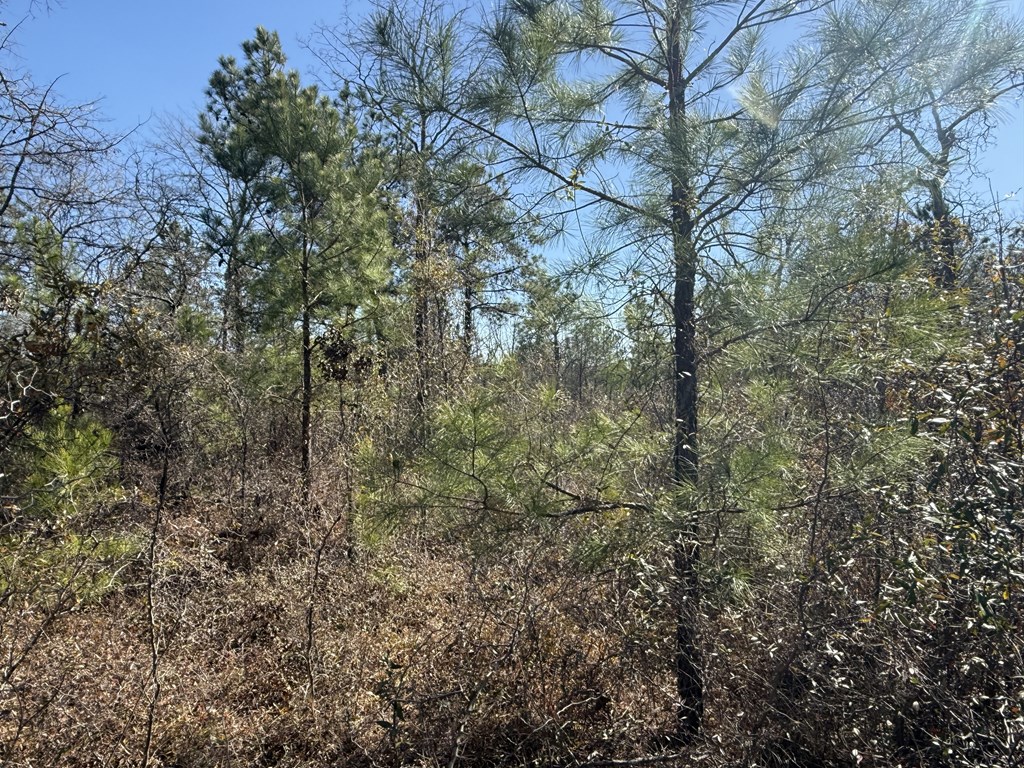 555 Dr Brooks Road Box Springs, GA 31801 - Photo 53 of 59