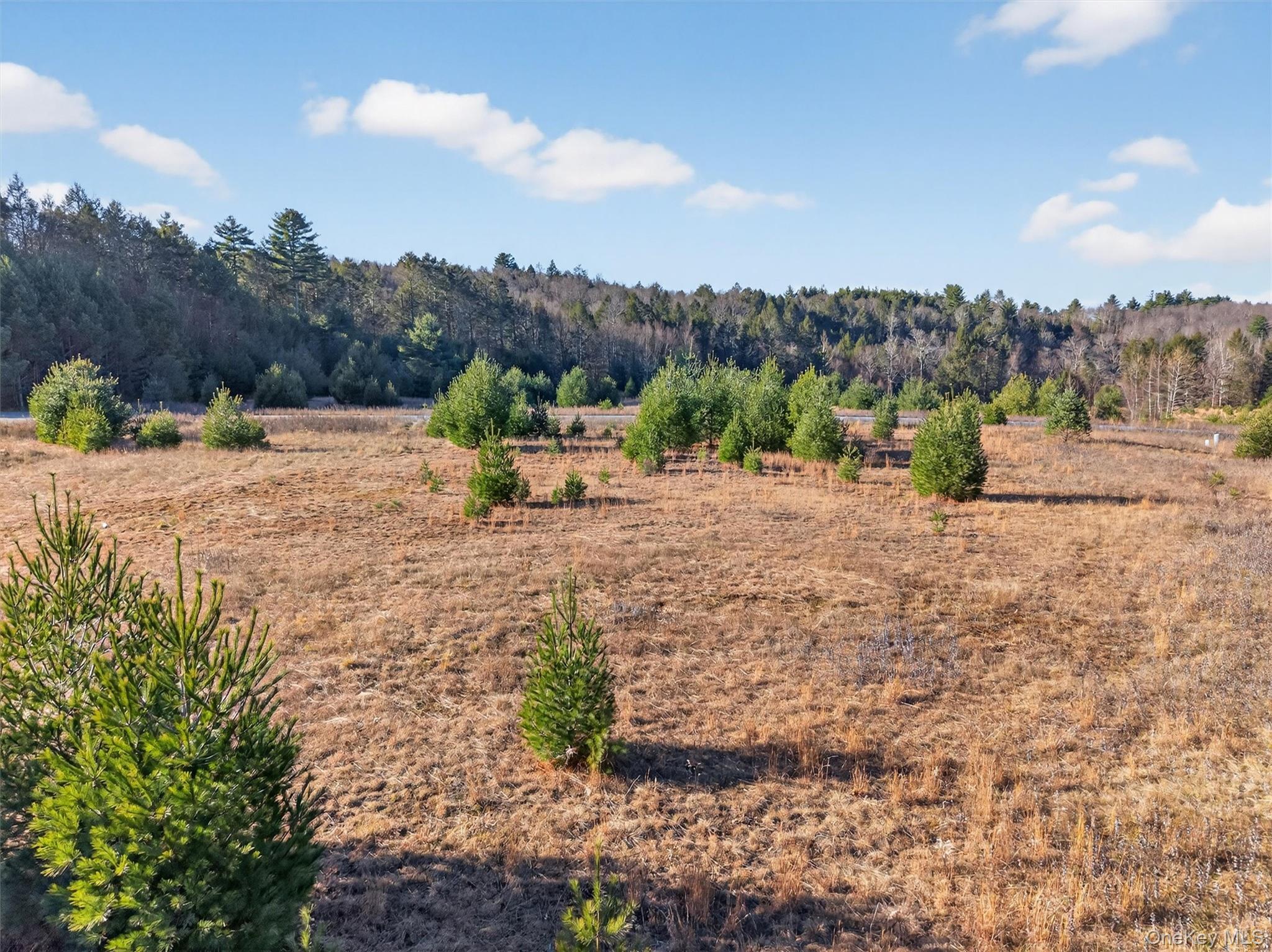 Marsh Road Fallsburg, NY 12733 - Photo 10 of 15 a view of a dry yard with trees