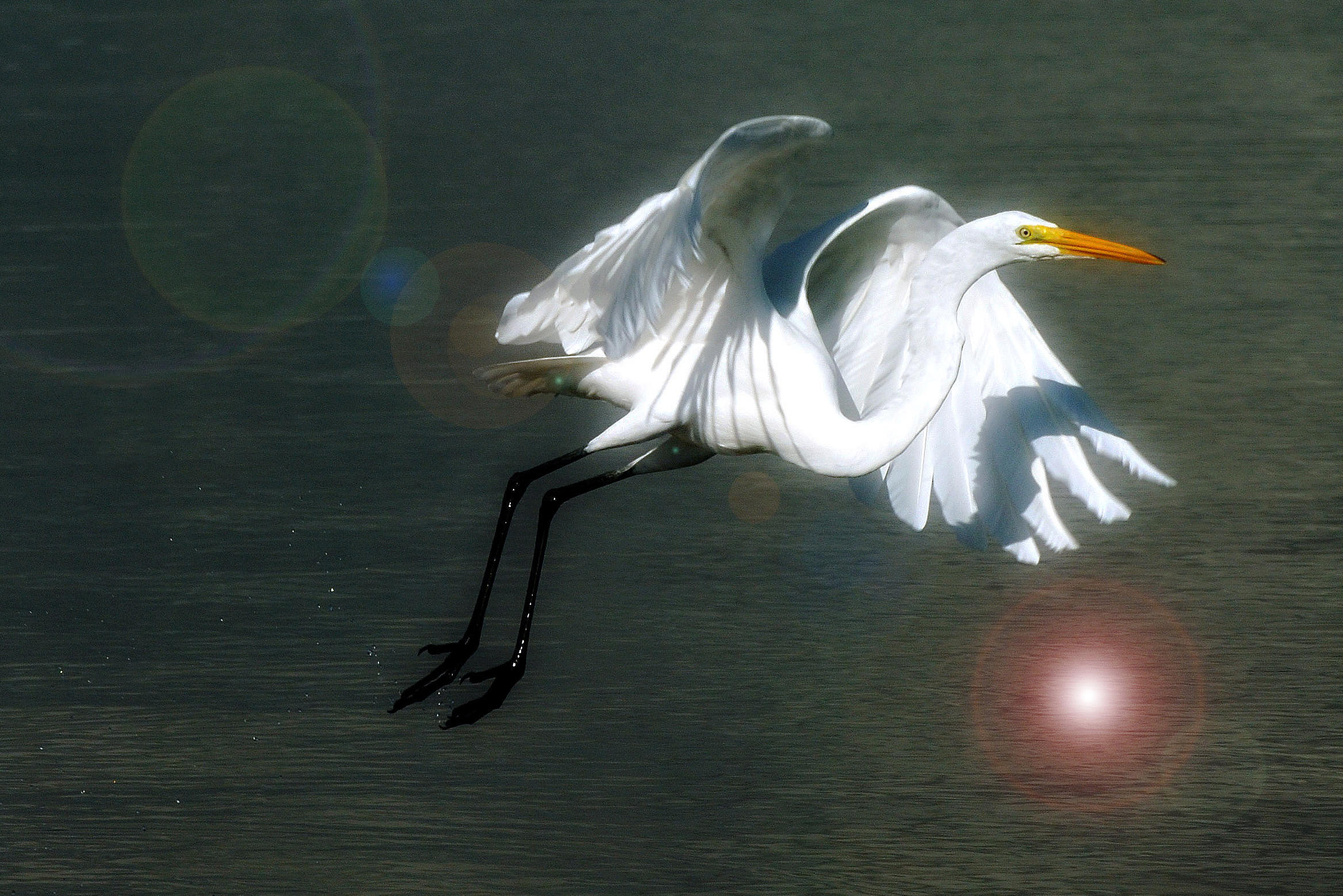 207 Killane Drive Jupiter, FL 33458 - Photo 56 of 59 Great Egret