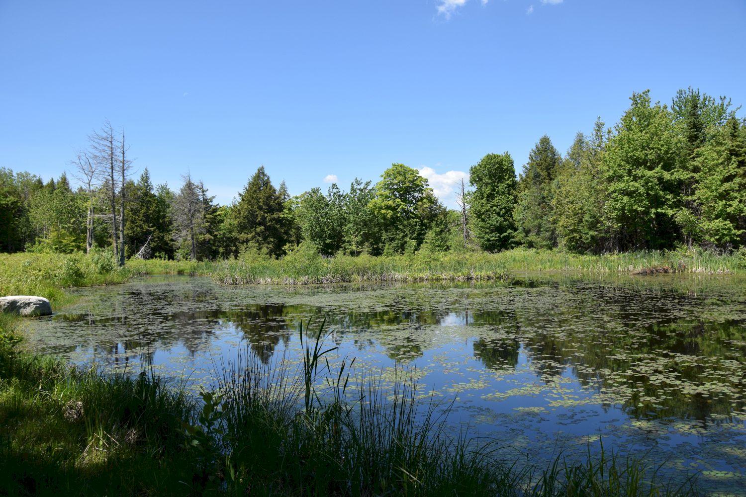 182 Sterry Hill Road Starks, ME 04911 - Photo 11 of 115 farm pond (2)