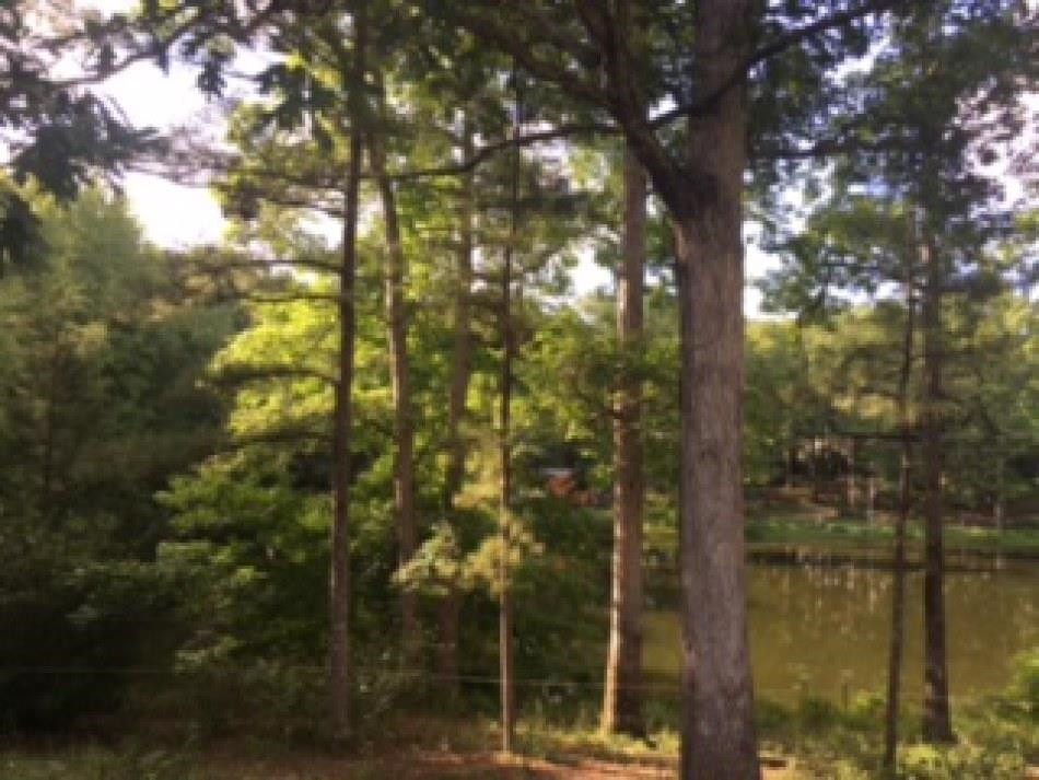 2600 Center Point Road South Reagan, TN 38368 - Photo 24 of 24 a view of forest