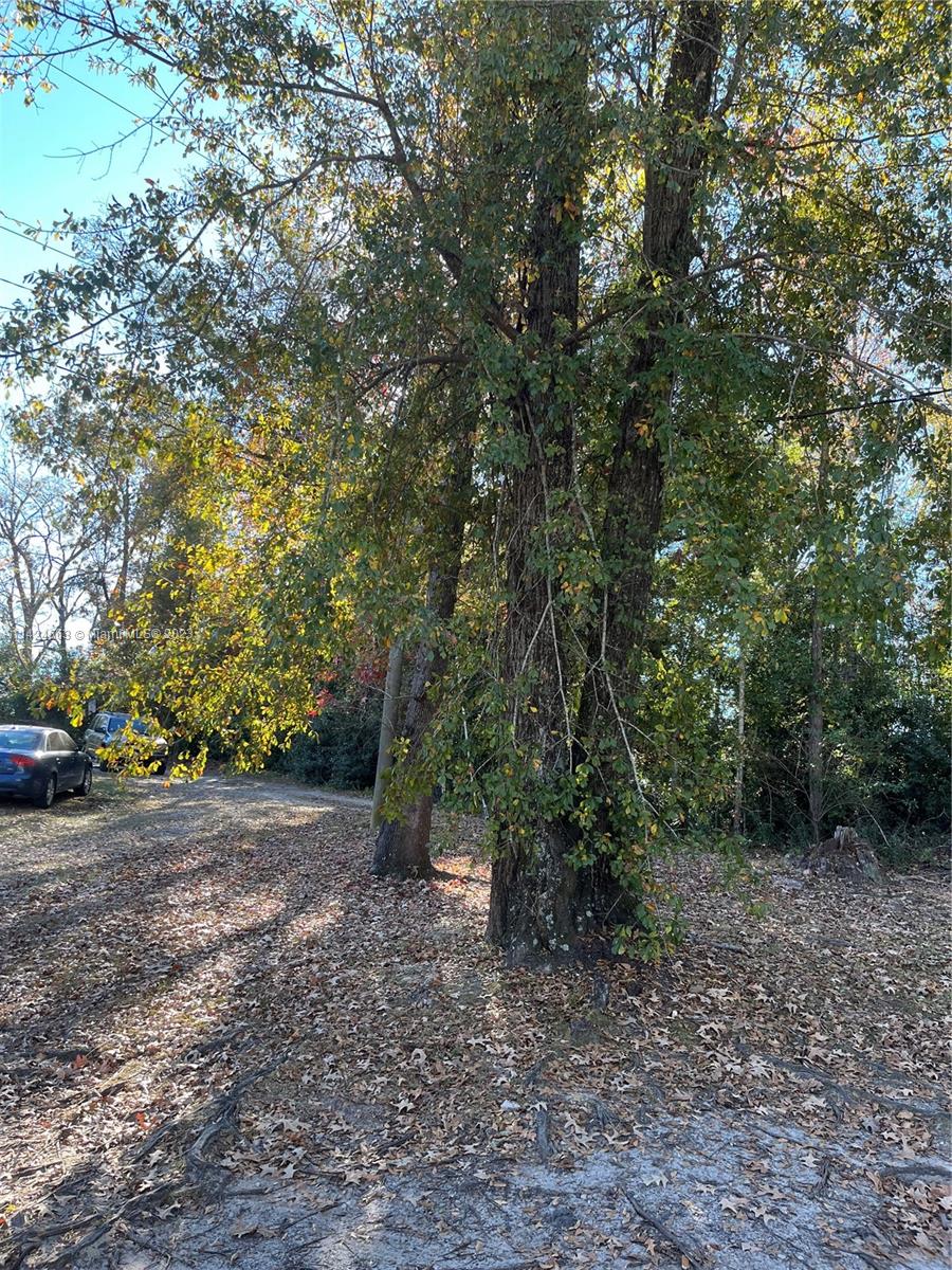 1316 Carrol Street Chattahoochee, FL 32324 - Photo 5 of 6 a view of a forest with trees in the background