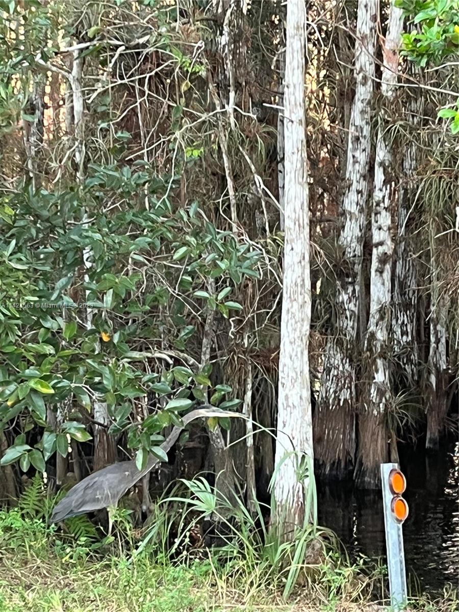 1316 Carrol Street Chattahoochee, FL 32324 - Photo 6 of 6 a picture of a tree