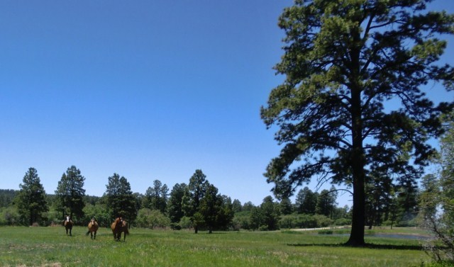 44291 90 Road Nucla, CO 81424 - Photo 6 of 25 a view of a grassy field with trees in the background