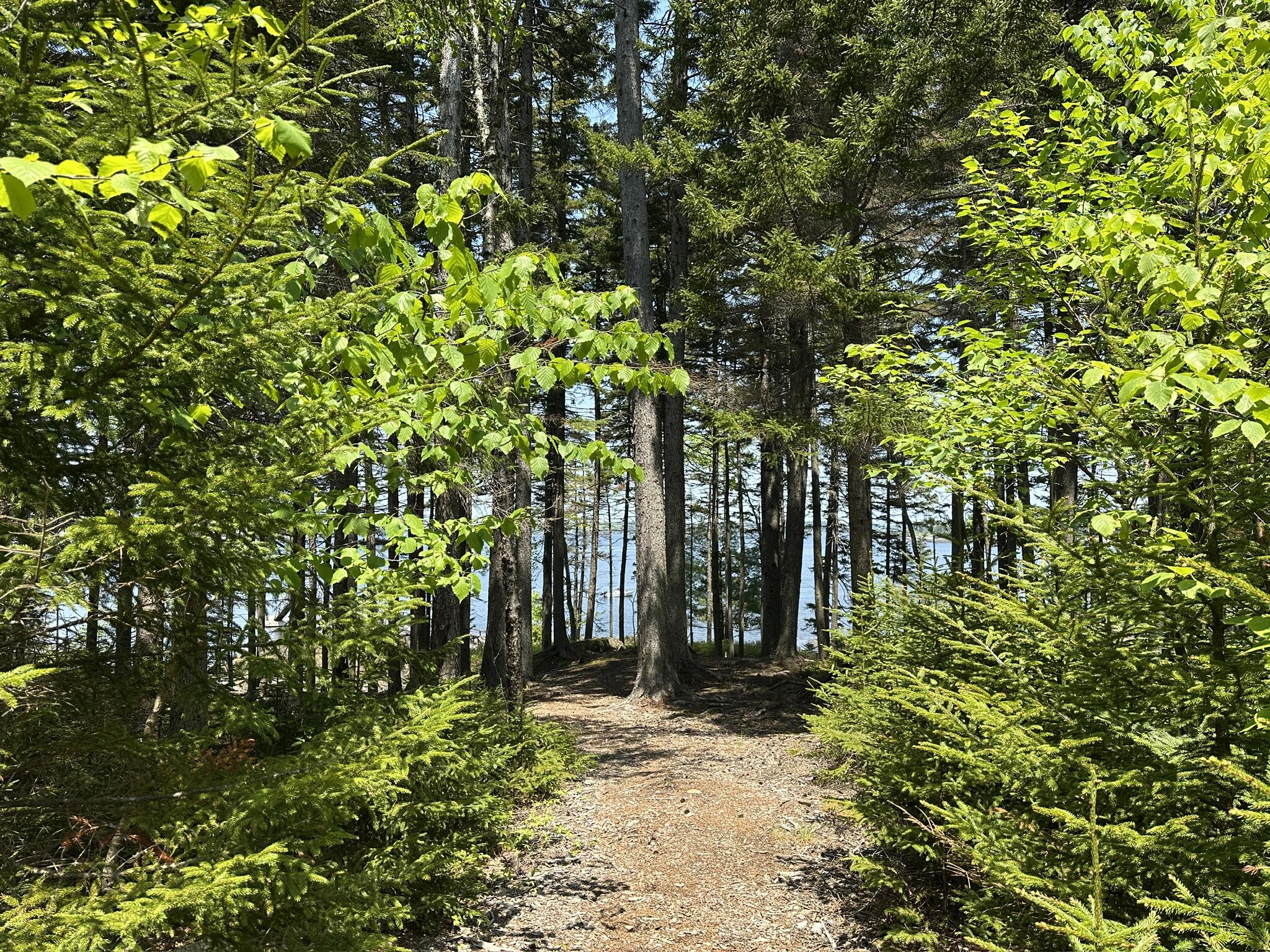 Lot 5 Waymouth Road Tenants Harbor, ME 04860 - Photo 3 of 56 Woodland Path