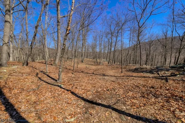 a view of dirt yard with a large tree