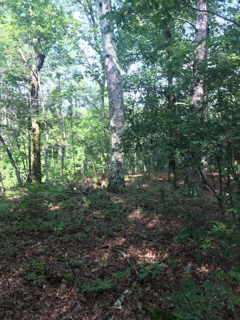 0 Chattem/charles Road Decatur, TN 37322 - Photo 3 of 4