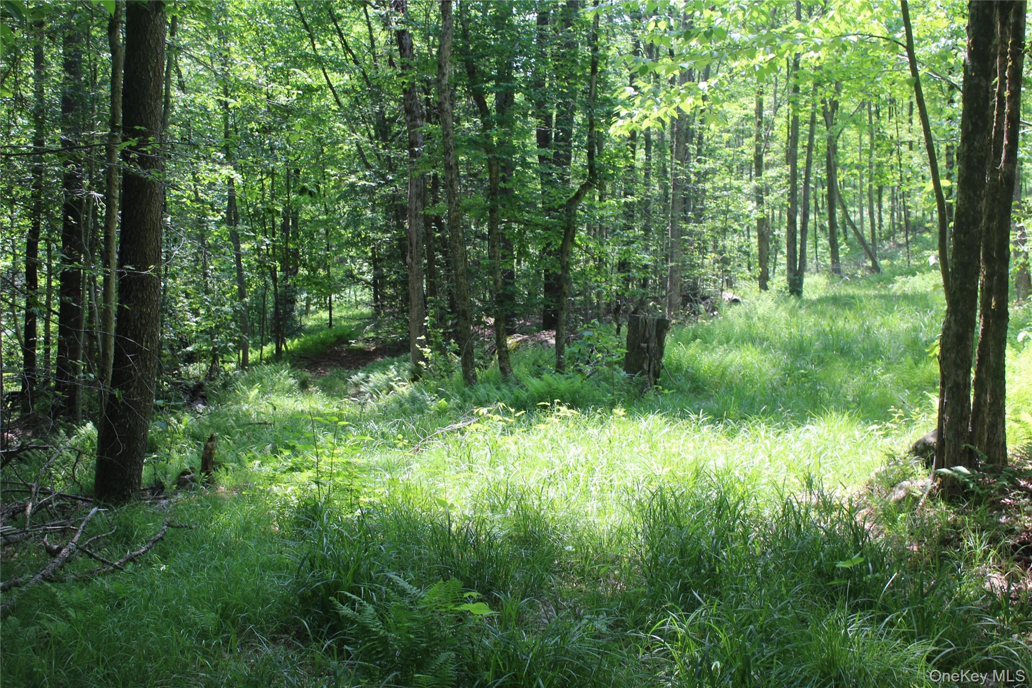 624 County Road Fremont Center, NY 12736 - Photo 14 of 40 Wooded acreage featuring mature trees and a grassy clearing