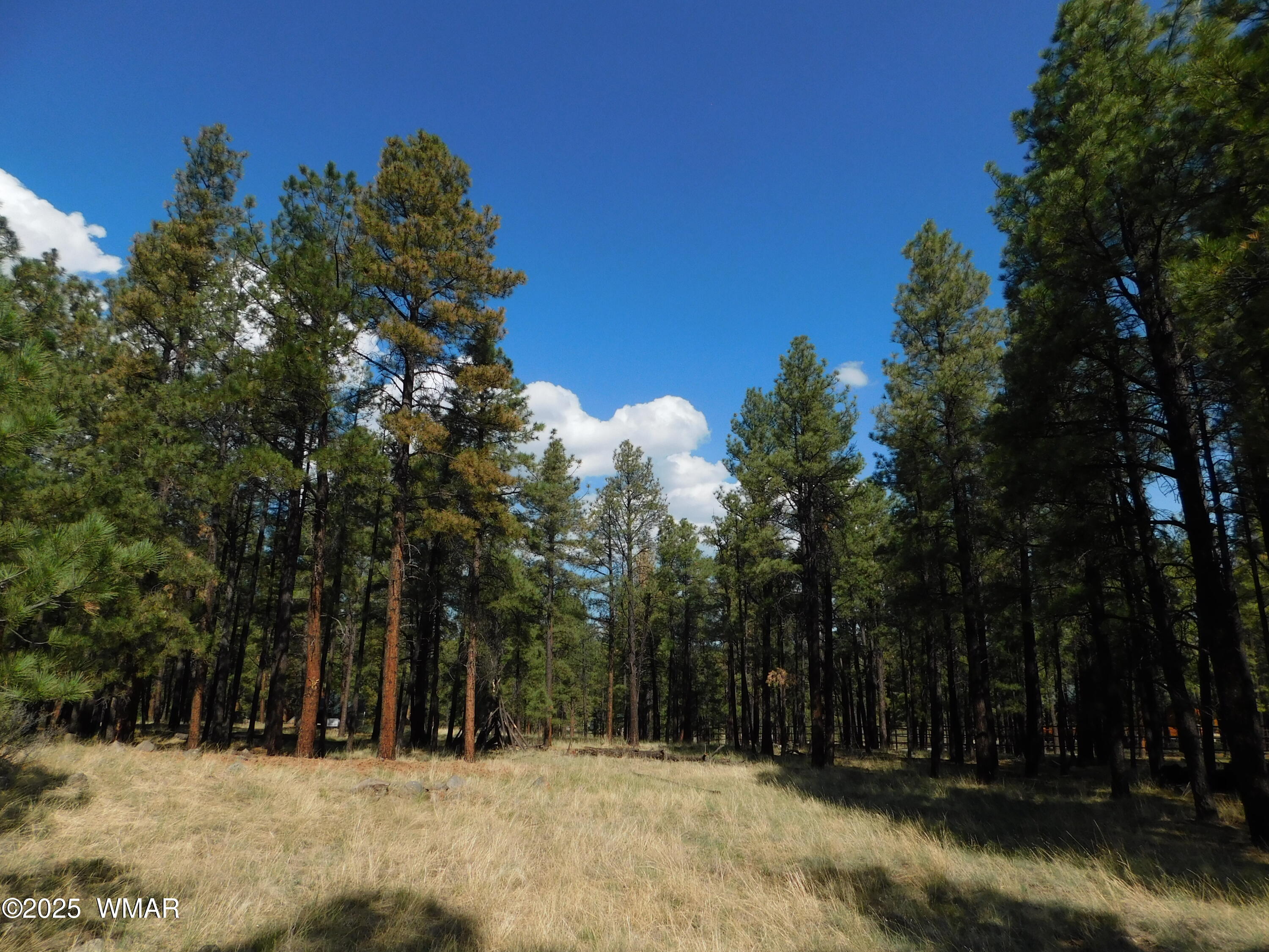 1.17 Ac Unk Greer, AZ 85927 - Photo 1 of 13 a view of outdoor space with trees