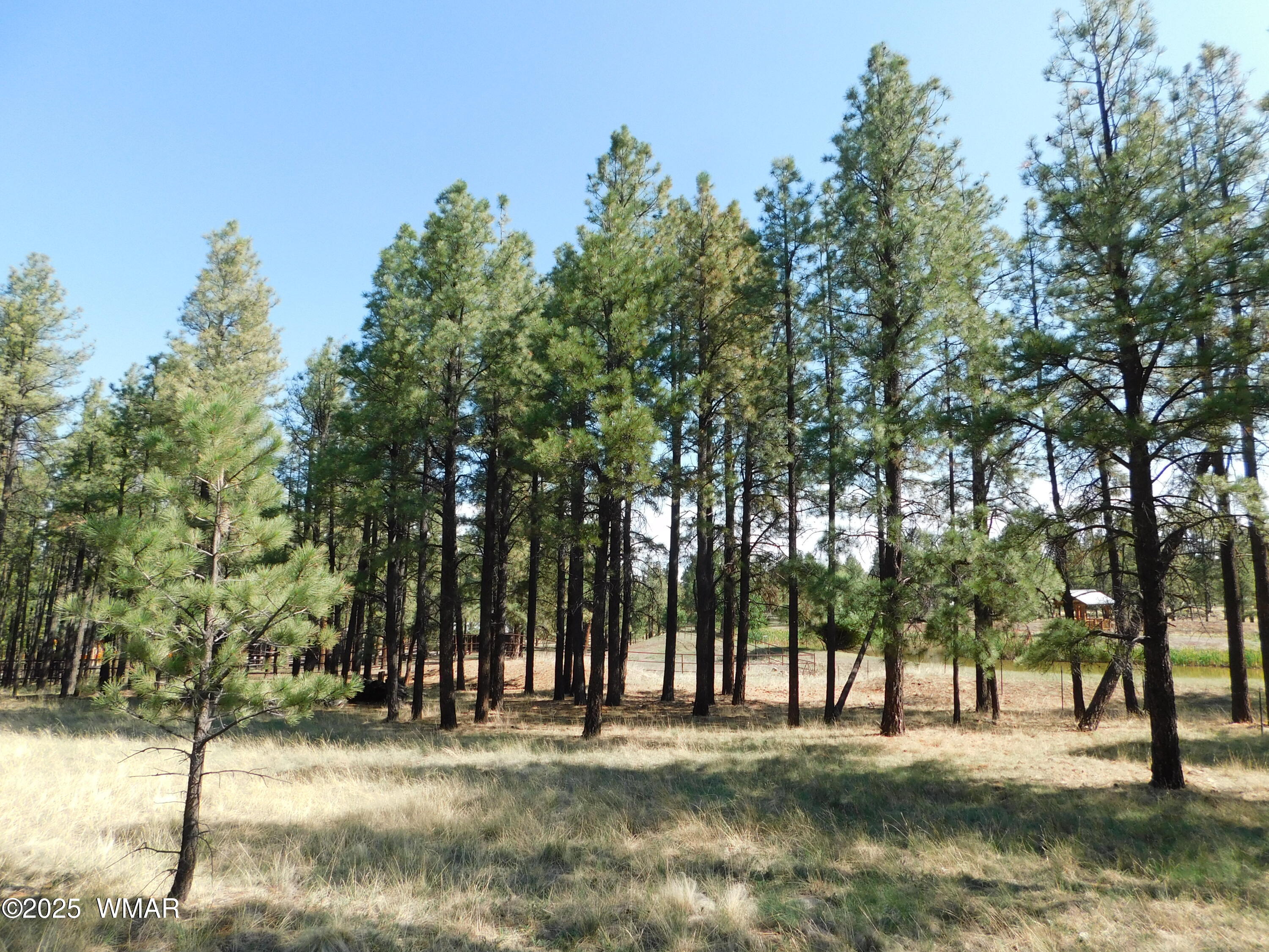 1.17 Ac Unk Greer, AZ 85927 - Photo 2 of 13 a big yard with trees
