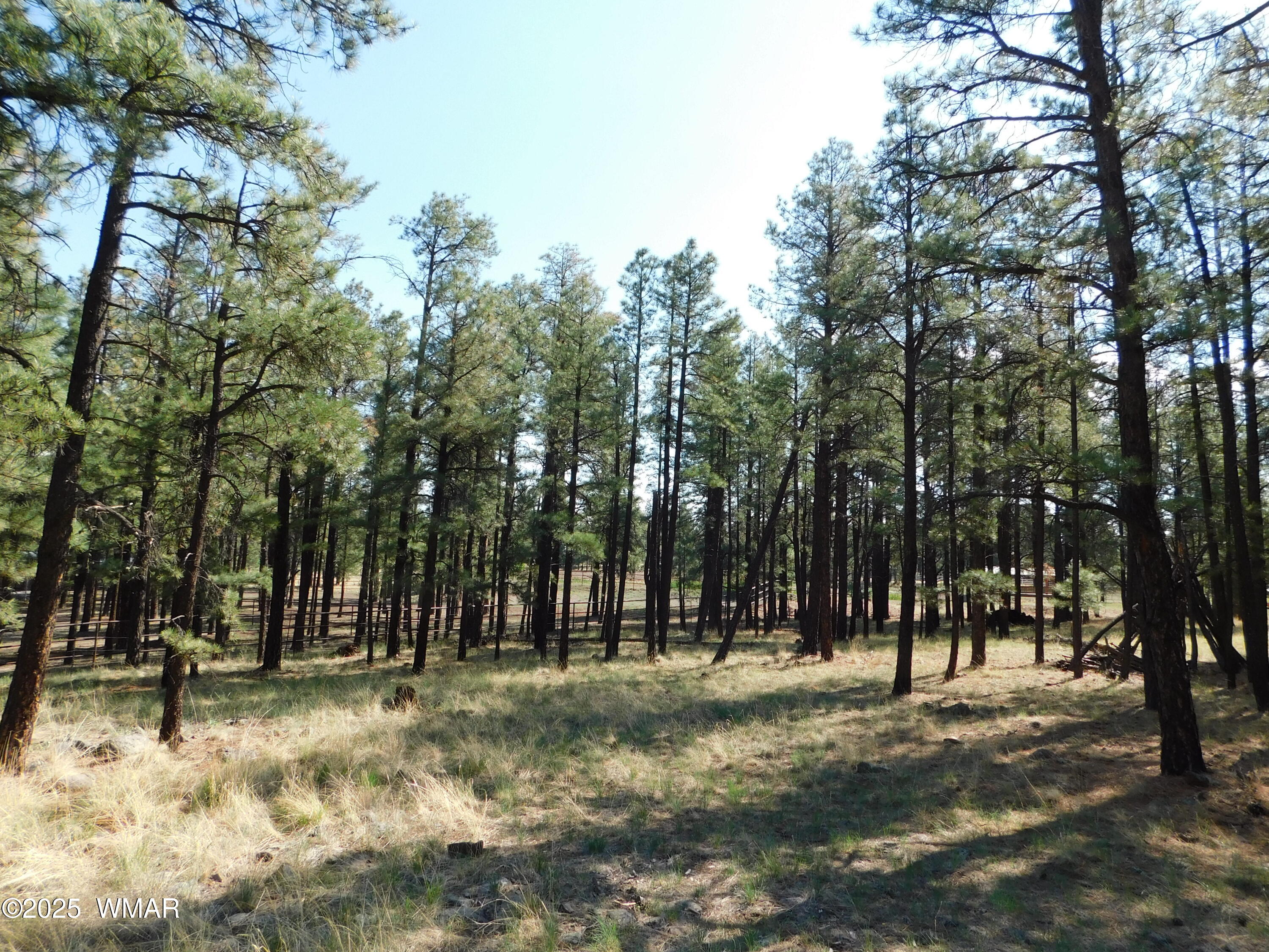 1.17 Ac Unk Greer, AZ 85927 - Photo 5 of 13 a view of outdoor space with trees