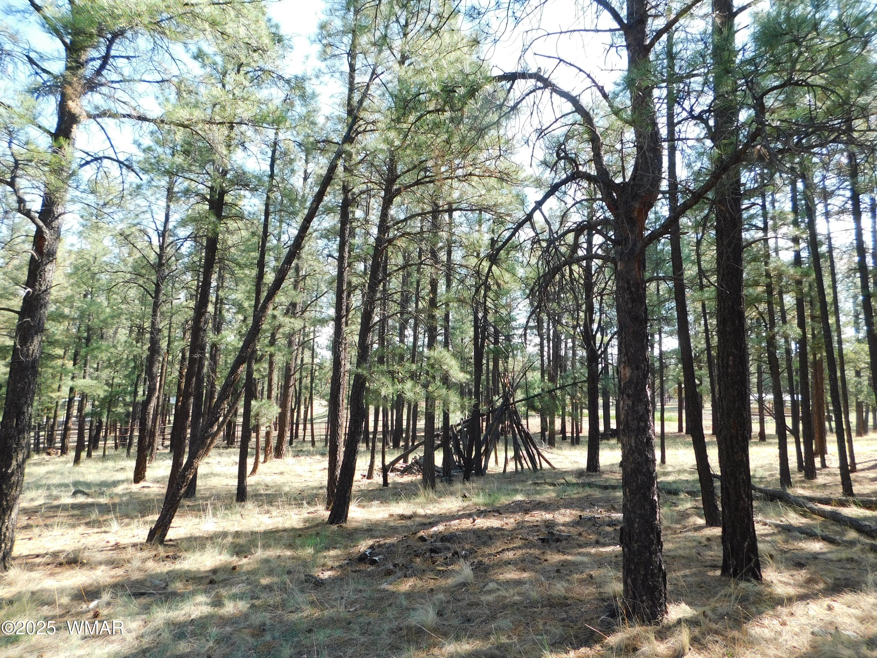 1.17 Ac Unk Greer, AZ 85927 - Photo 6 of 13 a view of road and trees