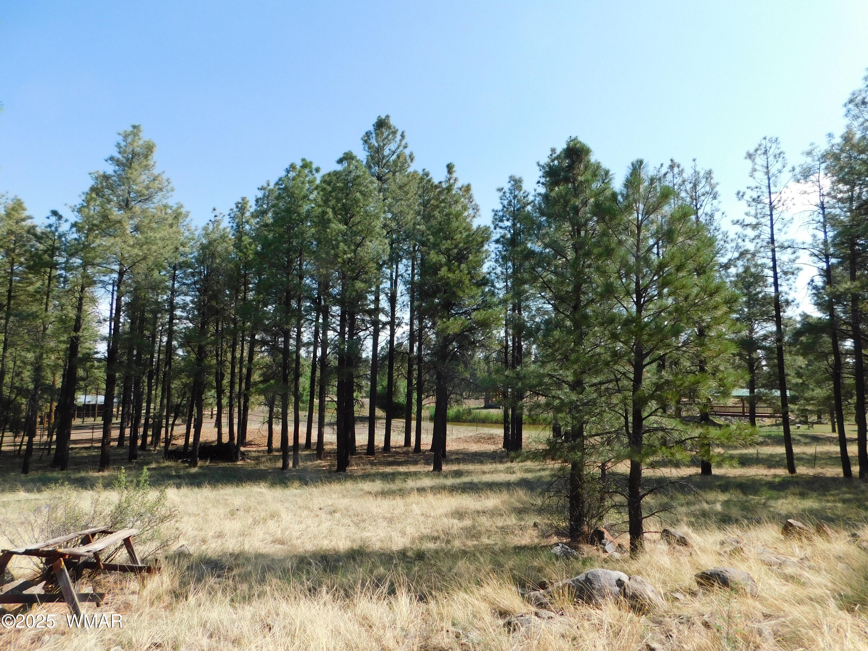 1.17 Ac Unk Greer, AZ 85927 - Photo 7 of 13 a view of a yard with a tree