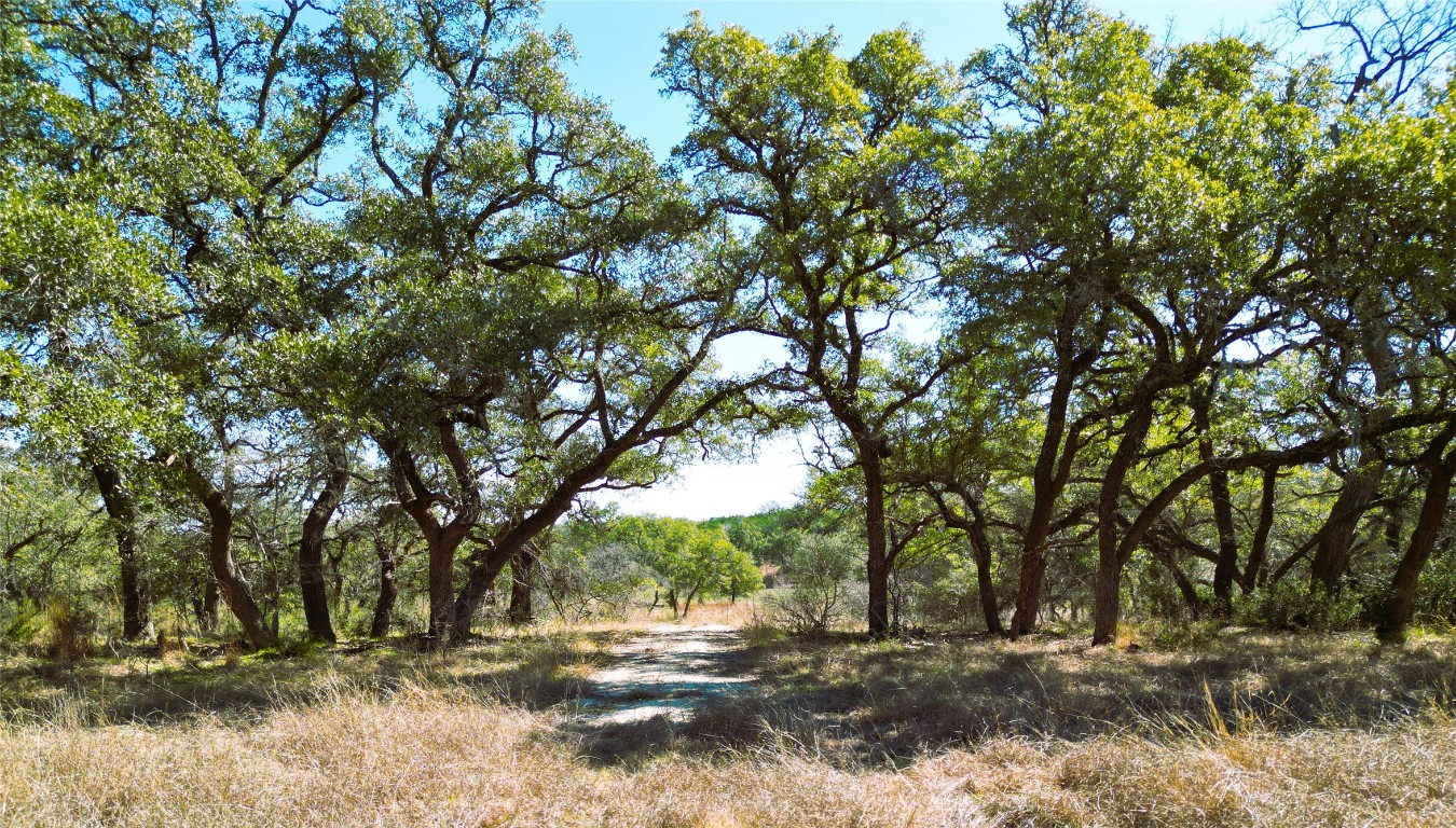 a view of dirt yard with a tree