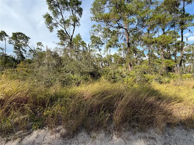 a view of a tree in a field