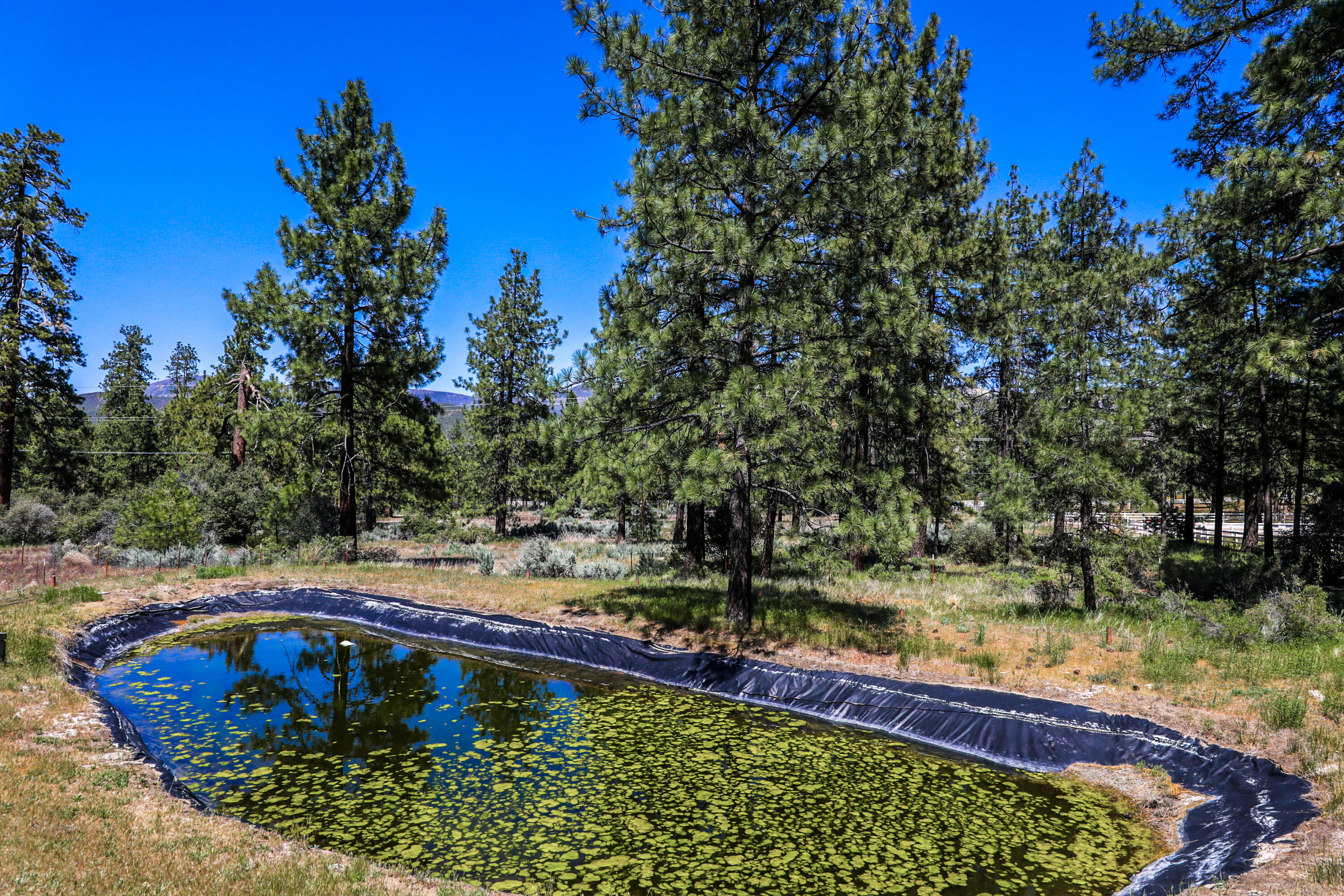59672 Hop Patch Spring Road Mountain Center, CA 92561 - Photo 4 of 38 a view of a swimming pool with a yard and large trees