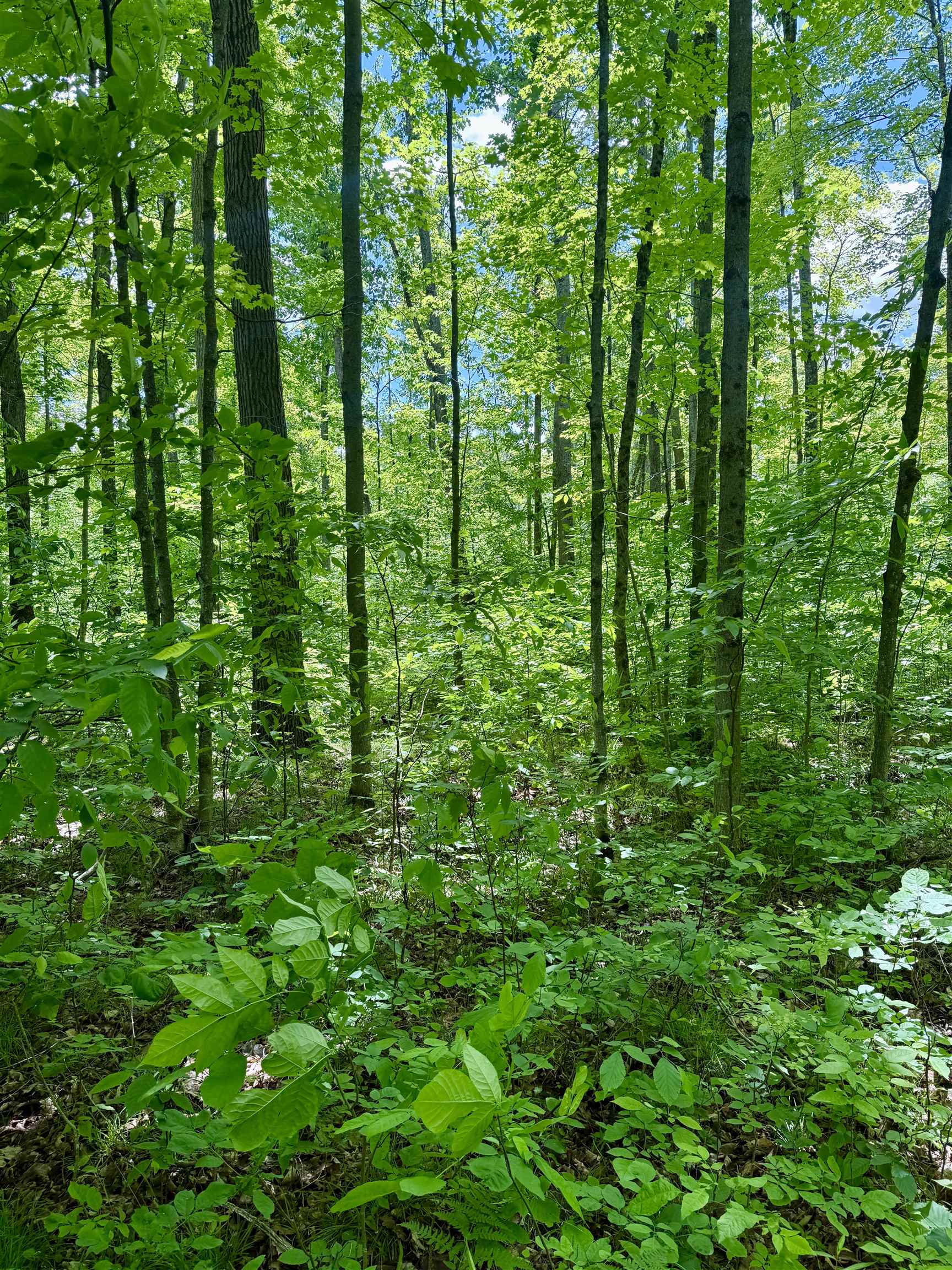 V/l Farrier Road Hillman, MI 49746 - Photo 14 of 26