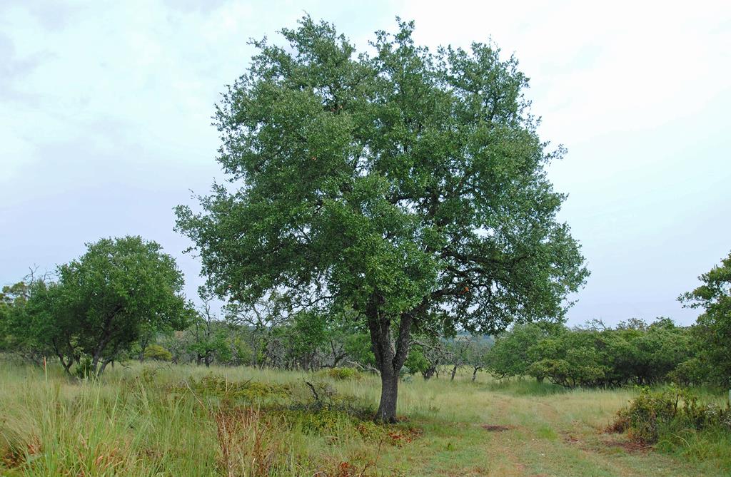 284 Painted Pony Road Harper, TX 78631 - Photo 1 of 1 Main View