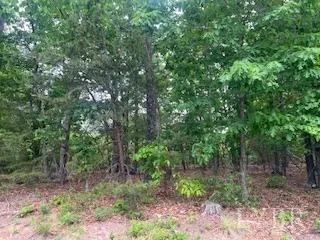 a view of a forest that has large trees