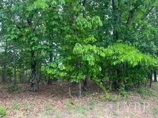 a view of a forest that has a tree