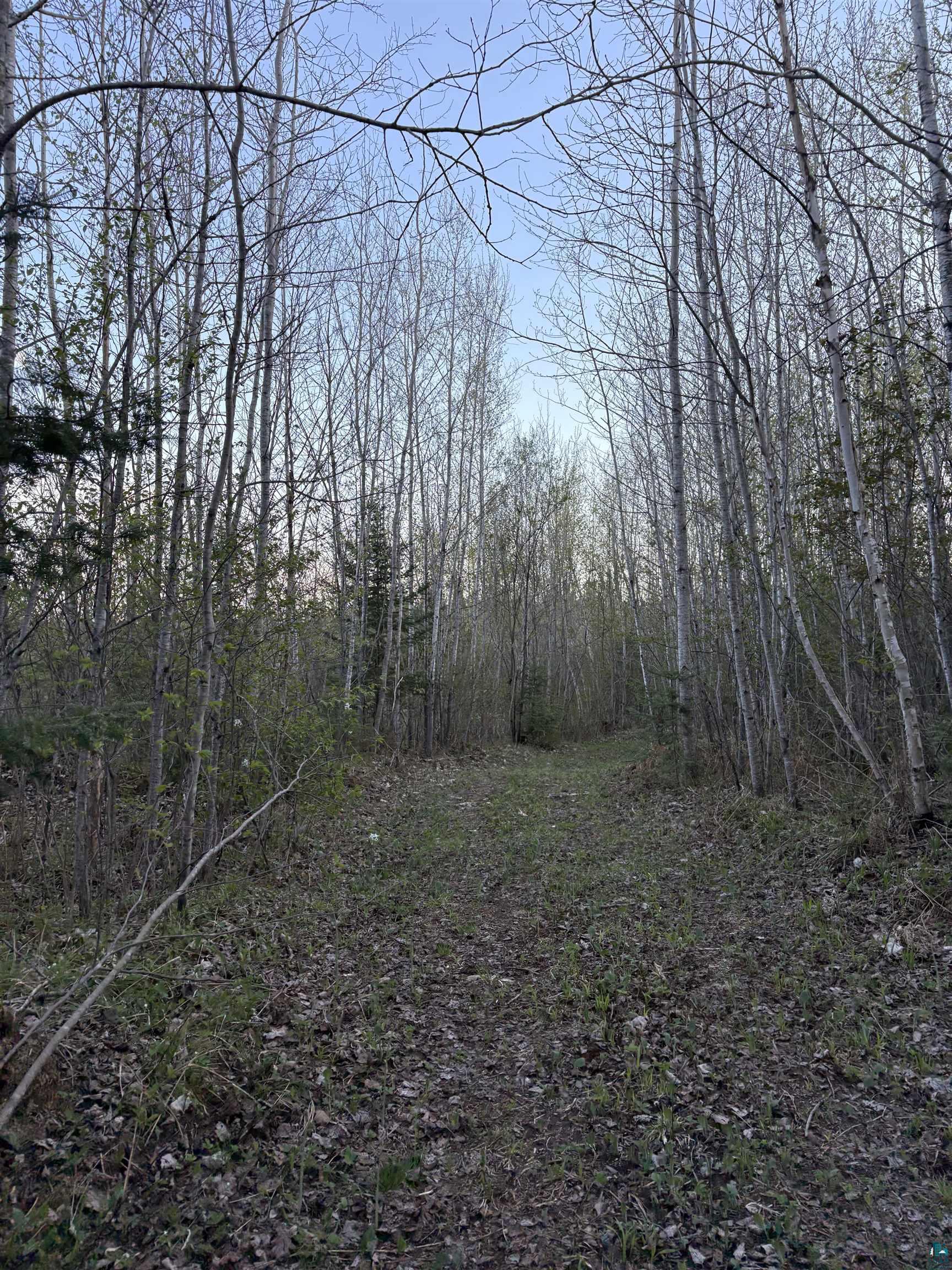 0 Mertig Road Glidden, WI 54527 - Photo 15 of 20 View of tree filled area