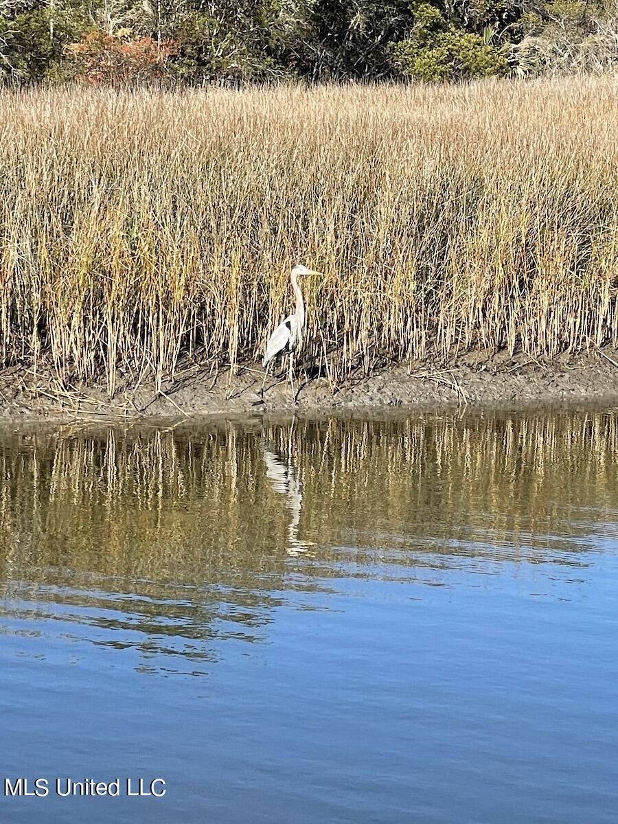 826 Township Road Gulfport, MS 39507 - Photo 37 of 40 whitebirdgrass