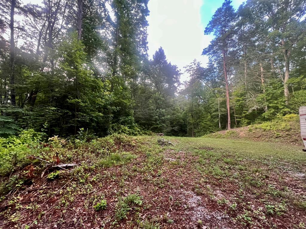 a big yard with lots of green space