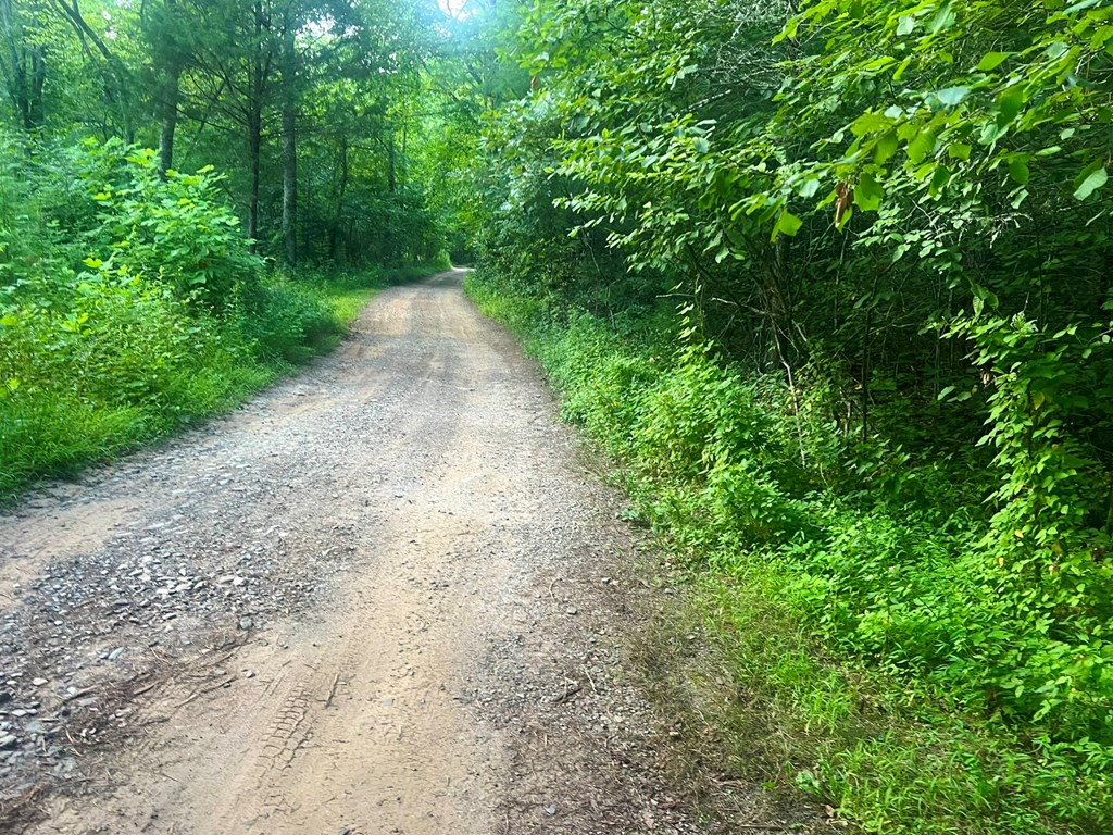 305 Cedar Mountain Lane Murphy, NC 28906 - Photo 2 of 11 a view of a pathway both side of yard