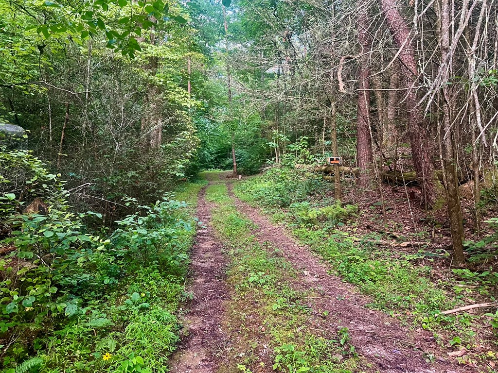 305 Cedar Mountain Lane Murphy, NC 28906 - Photo 3 of 11 a lush green forest with lots of trees