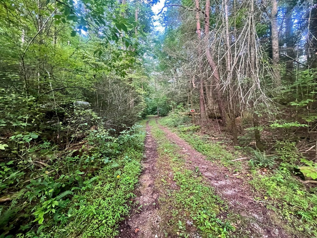 305 Cedar Mountain Lane Murphy, NC 28906 - Photo 4 of 11 a view of a pathway both side of yard