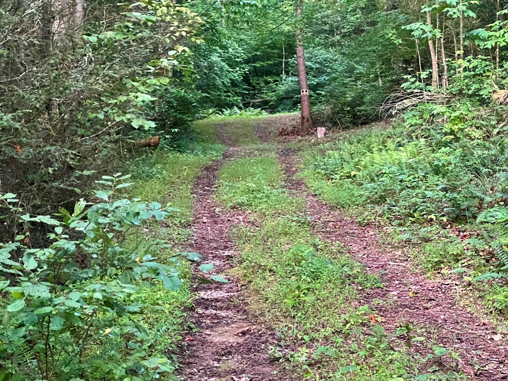 305 Cedar Mountain Lane Murphy, NC 28906 - Photo 5 of 11 a view of a garden with plants and a tree