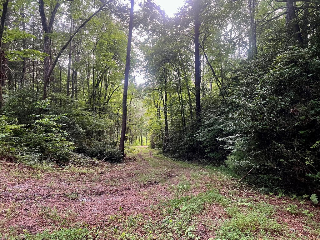 305 Cedar Mountain Lane Murphy, NC 28906 - Photo 6 of 11 a view of a forest with trees