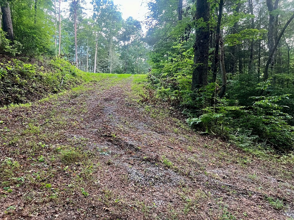 305 Cedar Mountain Lane Murphy, NC 28906 - Photo 7 of 11 a view of a yard with plants and large trees