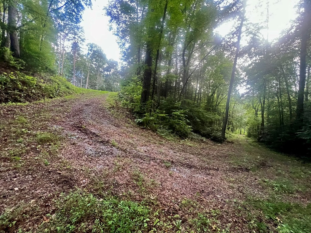 305 Cedar Mountain Lane Murphy, NC 28906 - Photo 8 of 11 a view of a yard with trees