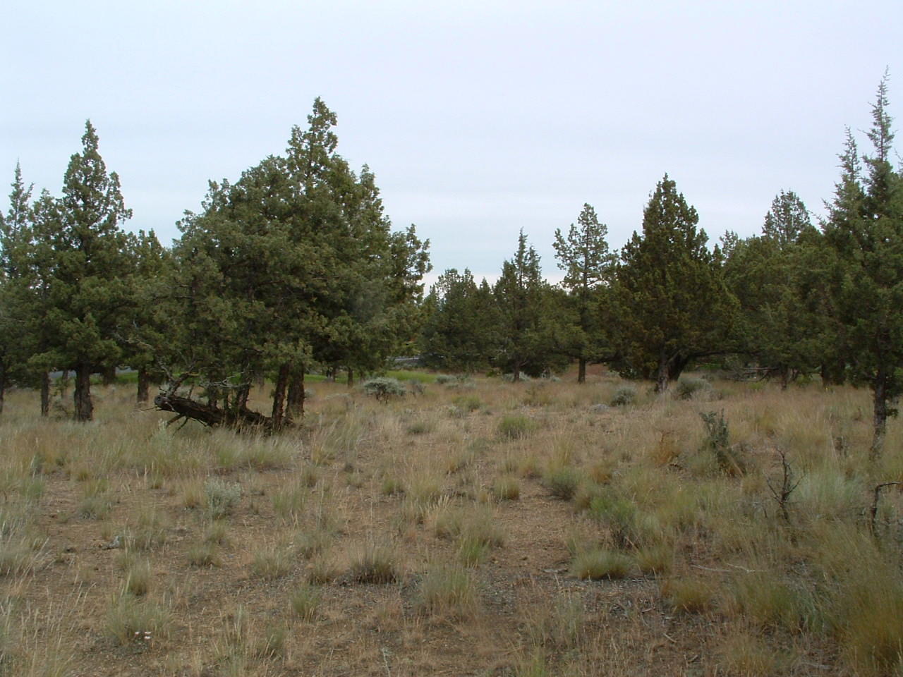 528 Widgeon Road Redmond, OR 97756 - Photo 3 of 12 DSCF0048