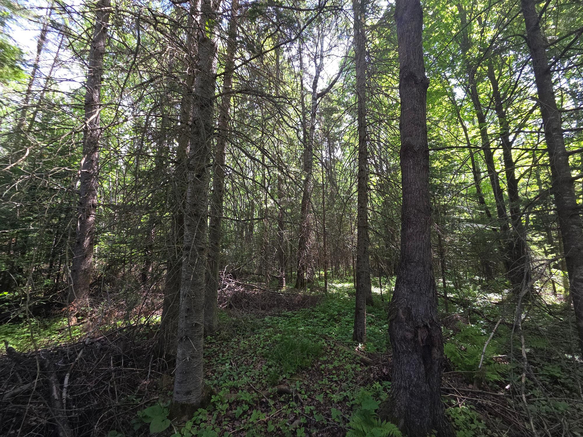 On East Solberg Lake Road East, Unit LOT 4 Phillips, WI 54555 - Photo 3 of 6 Gallery Image 3