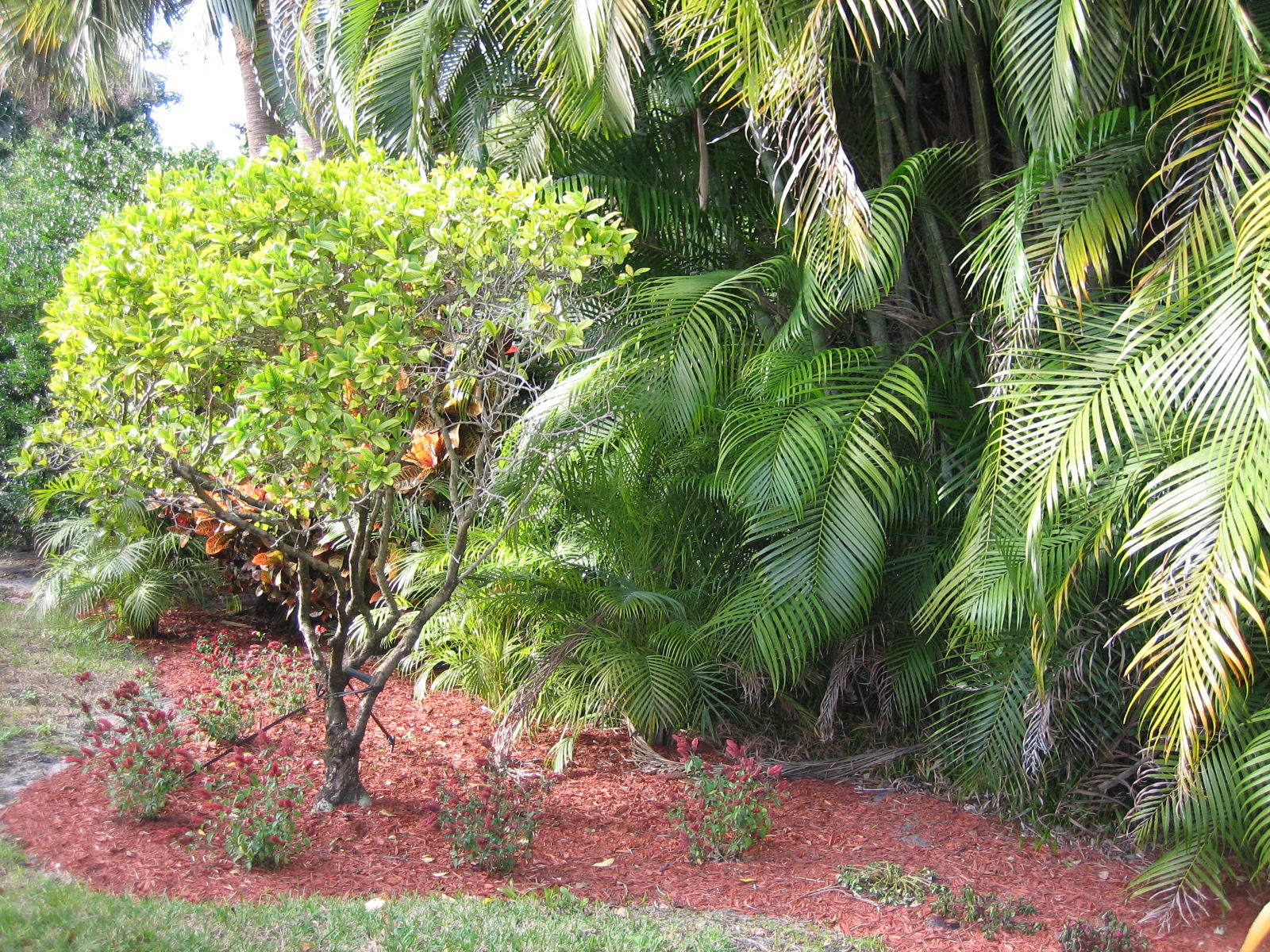 5189 Brookview Drive Boynton Beach, FL 33437 - Photo 48 of 57 Lush landscaping