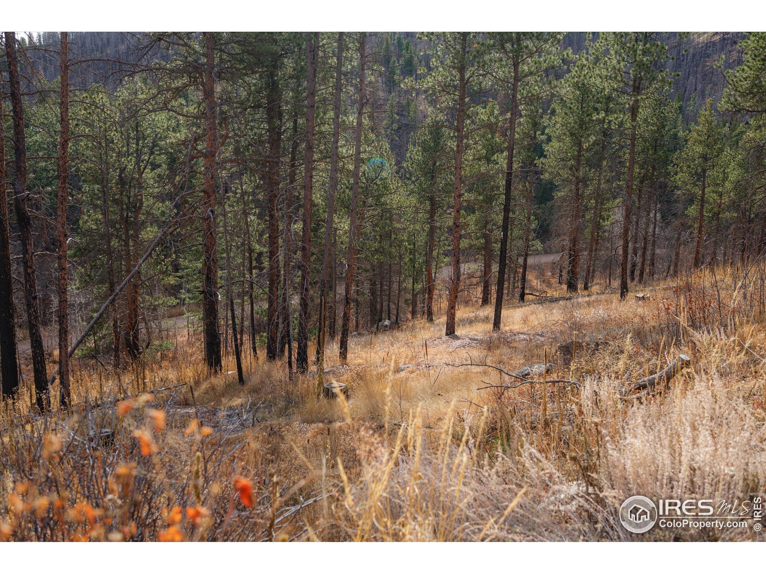 0 Cougar Court Bellvue, CO 80512 - Photo 1 of 32 a view of backyard with green space