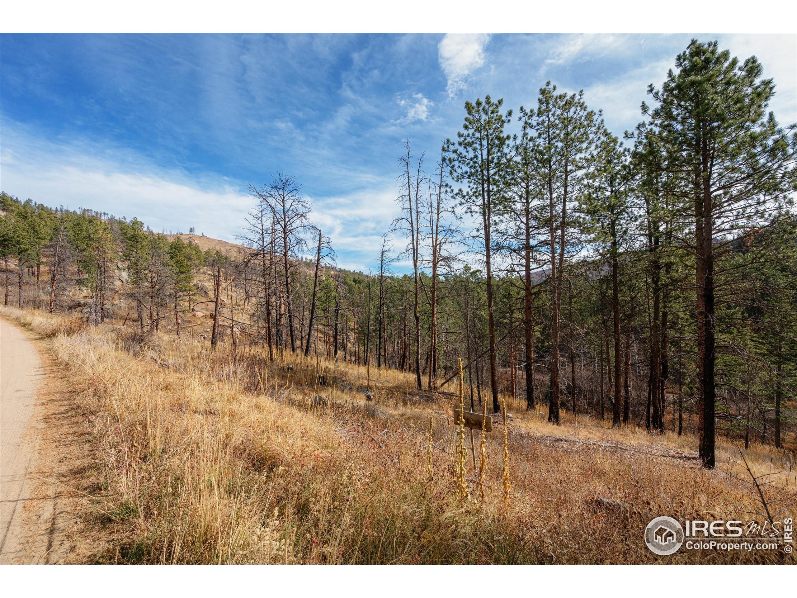 0 Cougar Court Bellvue, CO 80512 - Photo 29 of 32 a view of outdoor space with trees