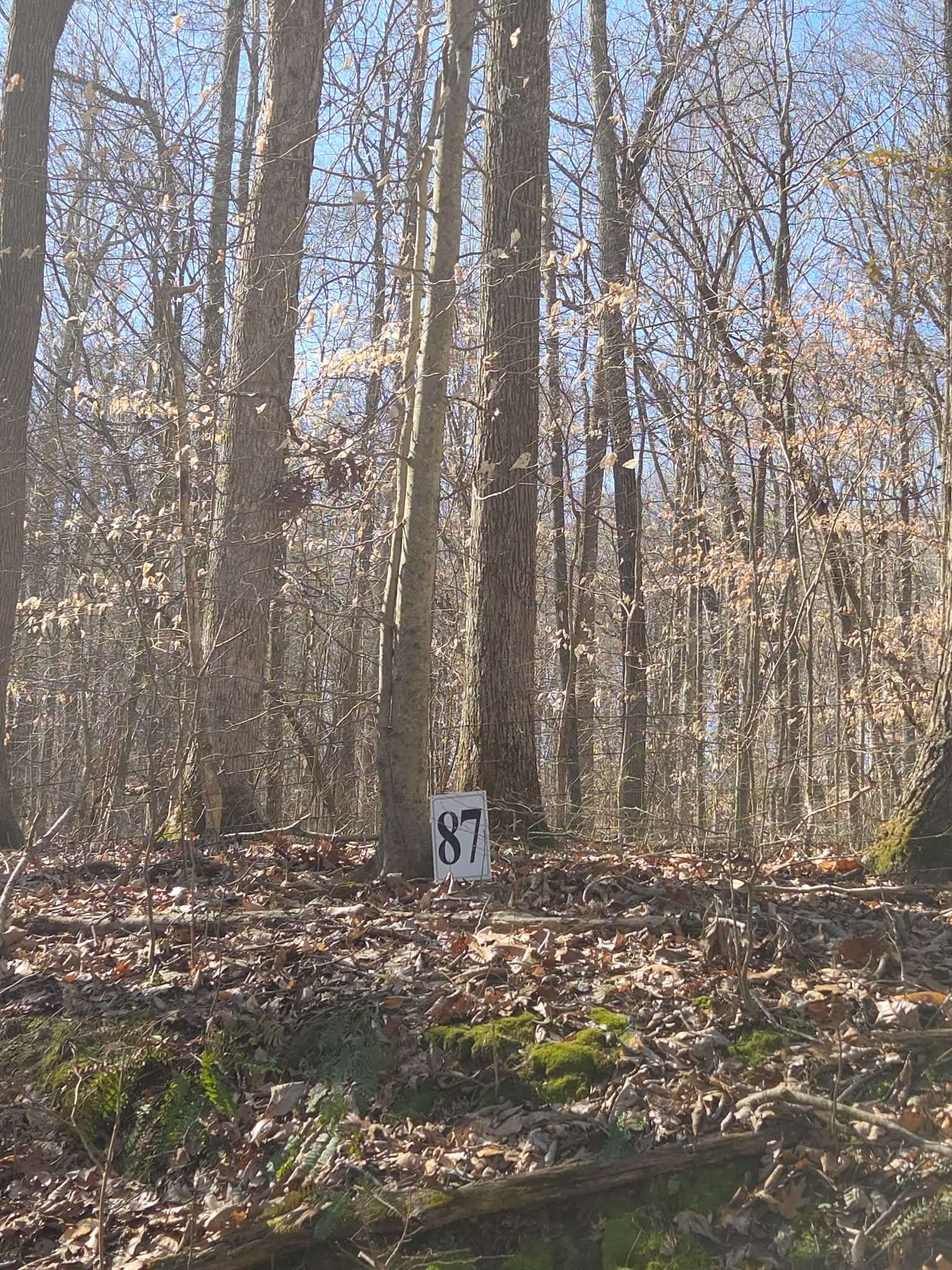 0 Periwinkle Hill Road Cadiz, KY 42211 - Photo 3 of 8