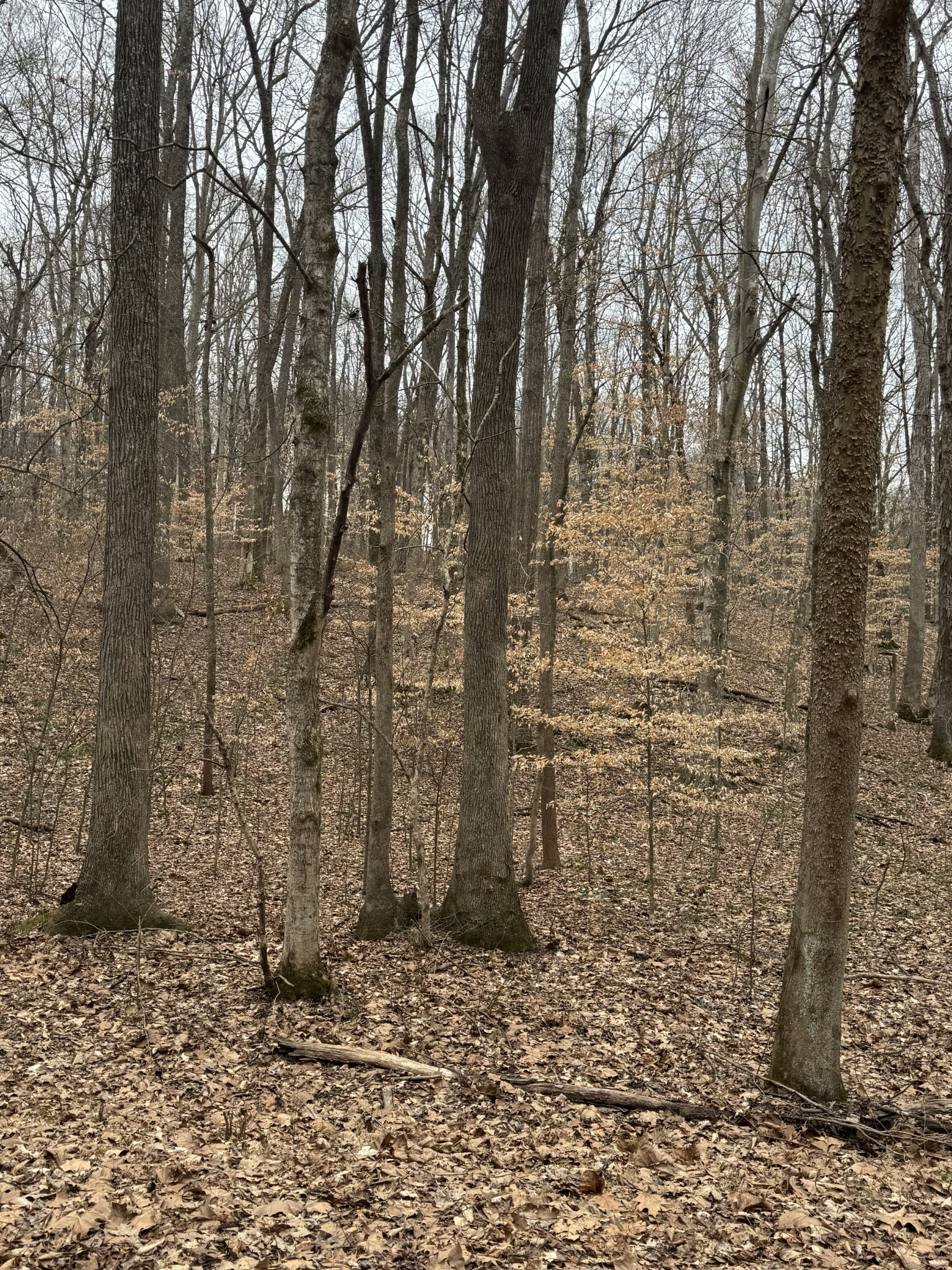 0 Periwinkle Hill Road Cadiz, KY 42211 - Photo 5 of 8 a bathroom with a shower