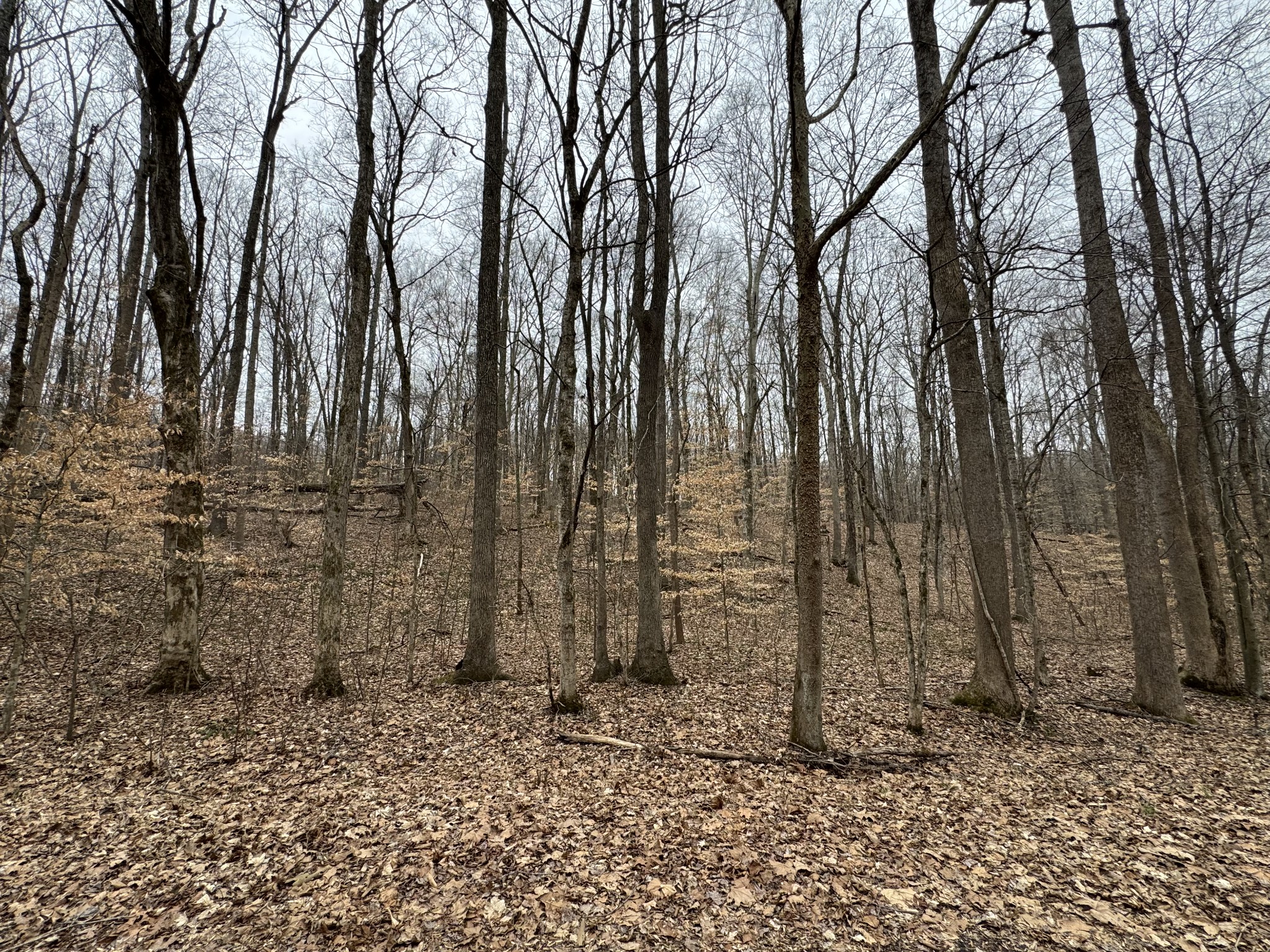 0 Periwinkle Hill Road Cadiz, KY 42211 - Photo 6 of 8 a backyard of a house with lots of trees