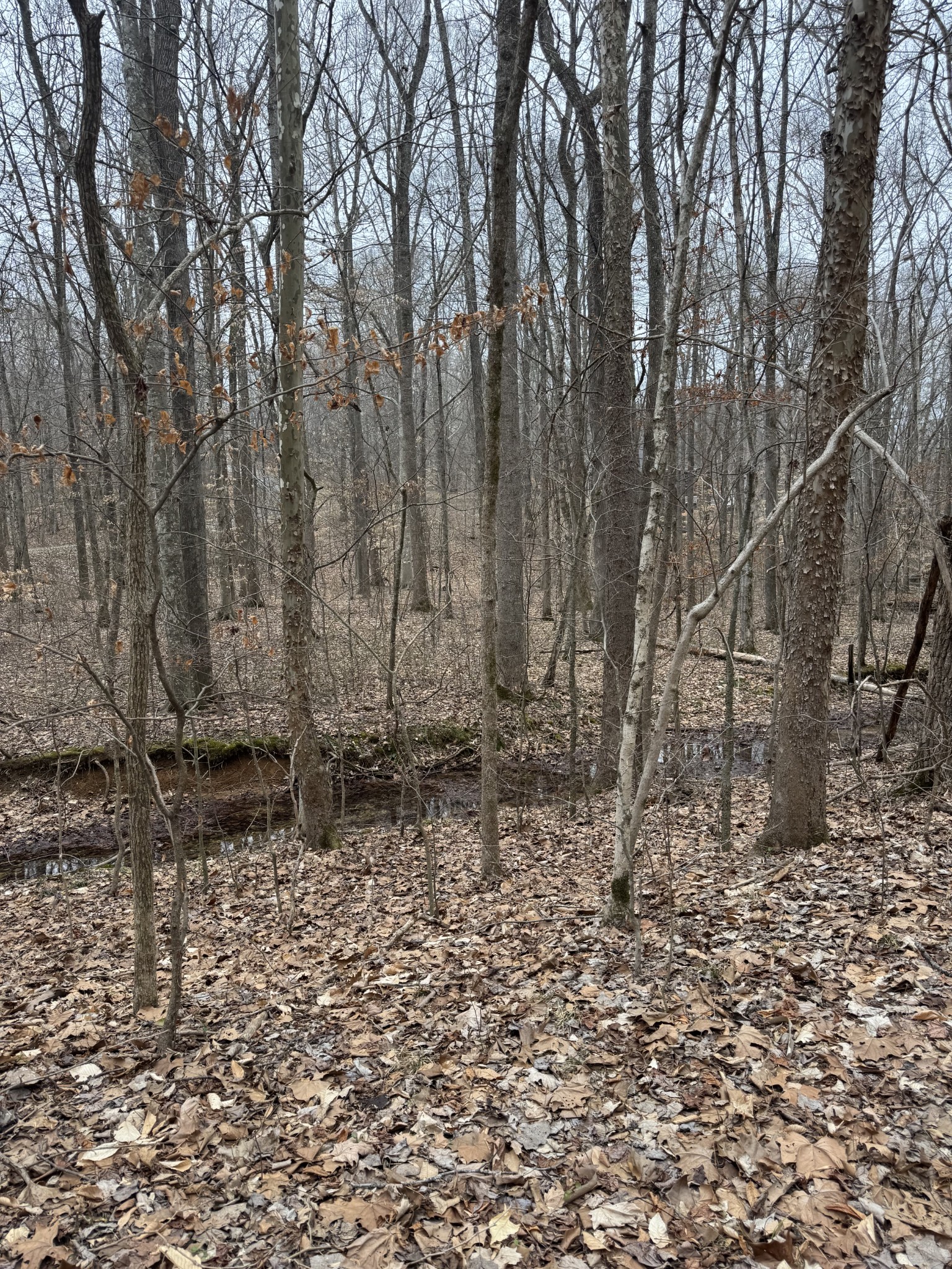 0 Periwinkle Hill Road Cadiz, KY 42211 - Photo 7 of 8 a backyard of a house with lots of green space