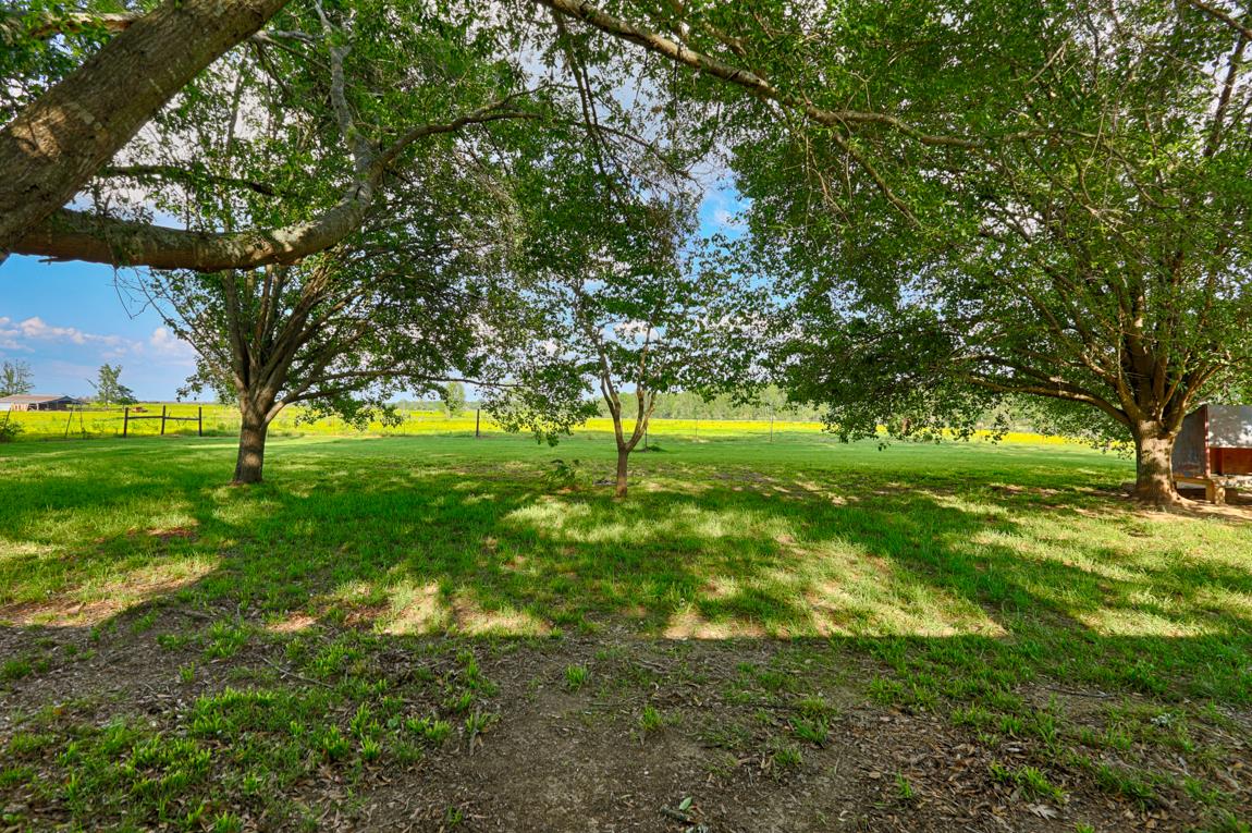 52 Power Station Road Taft, TN 38488 - Photo 12 of 30 a view of yard with trees