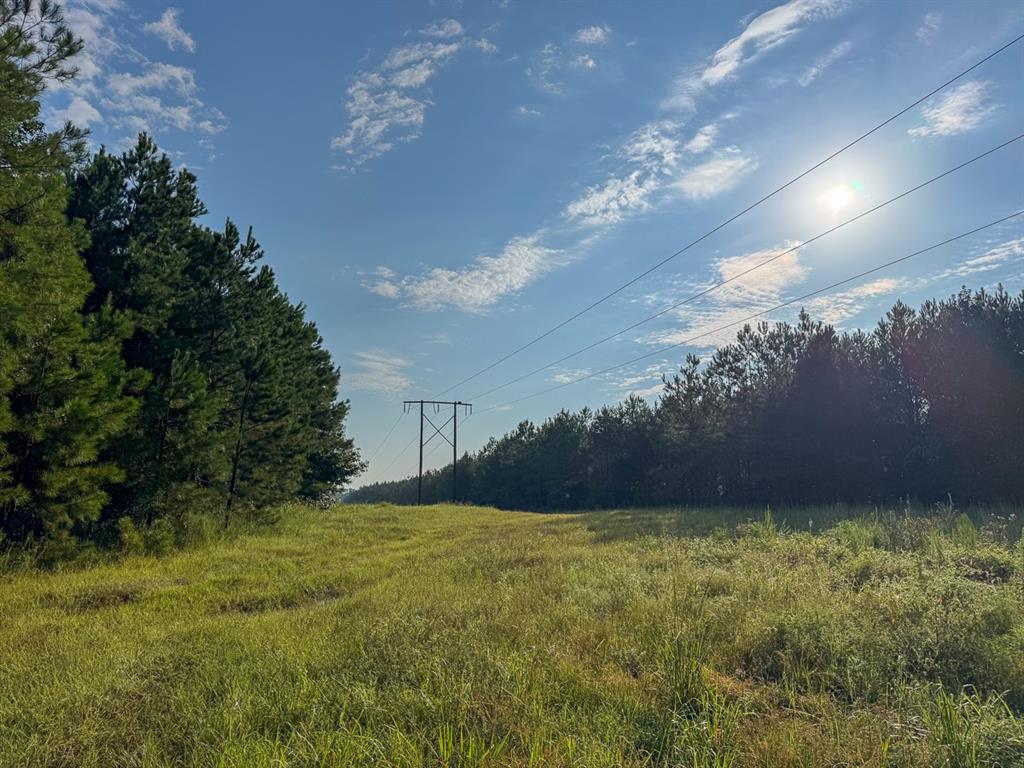 2 Red Rock Road Robeline, LA 71469 - Photo 16 of 16 View of yard featuring a view of trees