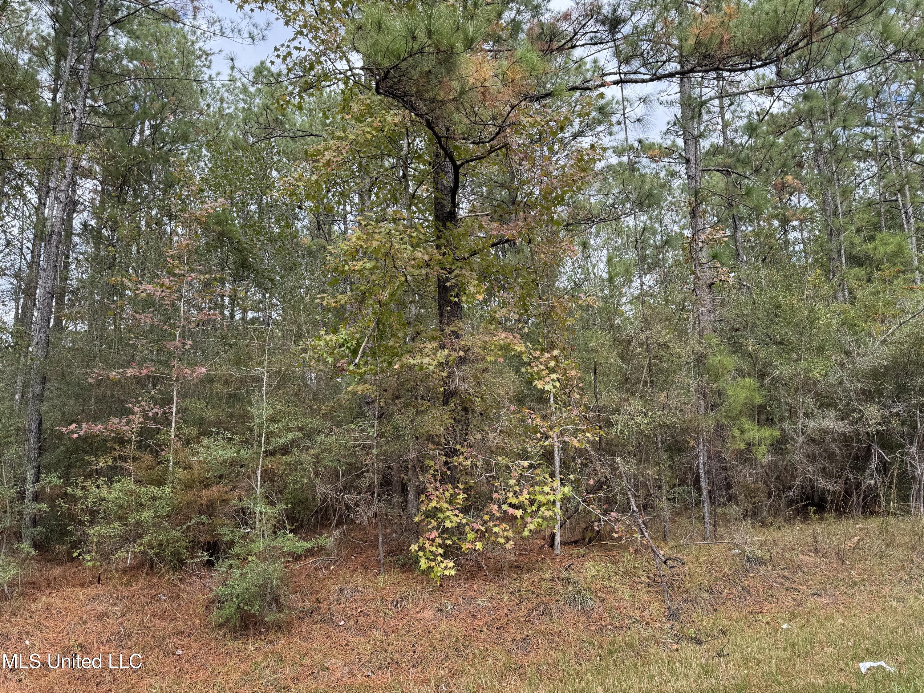 0 Dupont Harts Chapel Road Poplarville, MS 39470 - Photo 5 of 15 IMG_1186